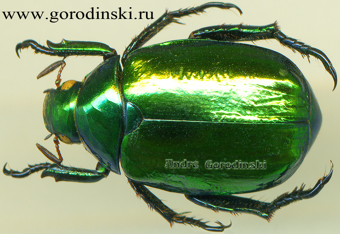 http://www.gorodinski.ru/scarabs/Mimela foveolata.jpg